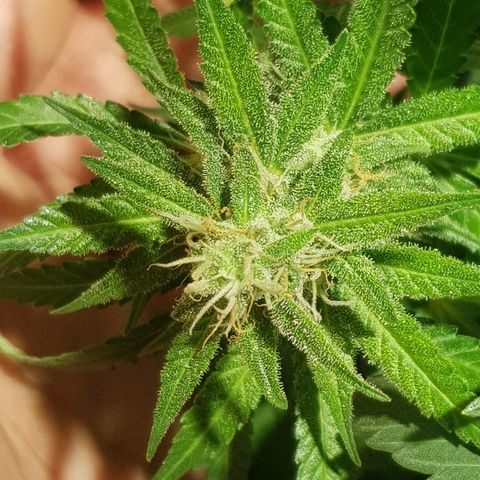 Sweet Mango Automatic growlog timeline photo