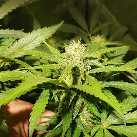 Sweet Mango Automatic growlog timeline photo