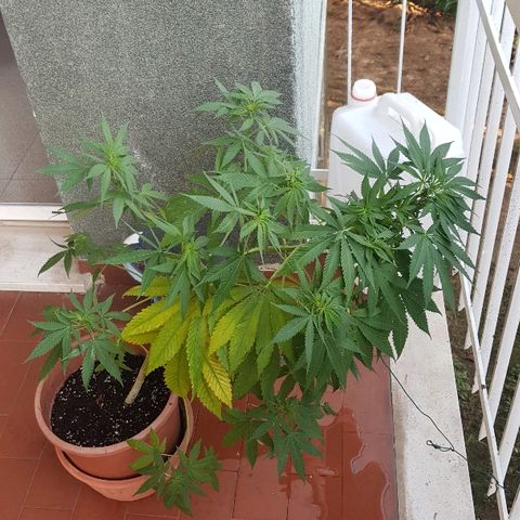 Great White Shark growlog timeline photo