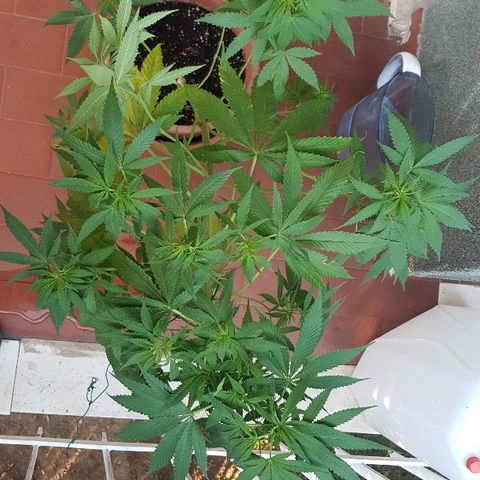 Great White Shark growlog timeline photo