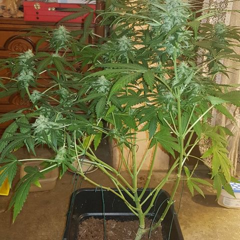Sweet Mango Automatic growlog timeline photo