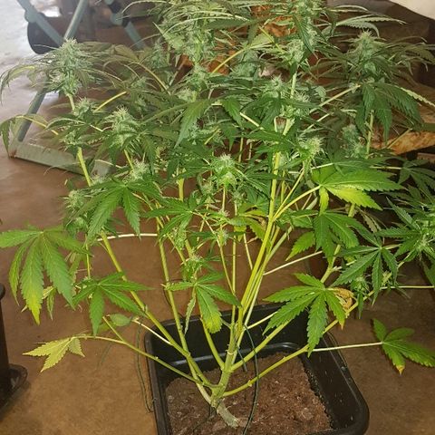 Sweet Mango Automatic growlog timeline photo