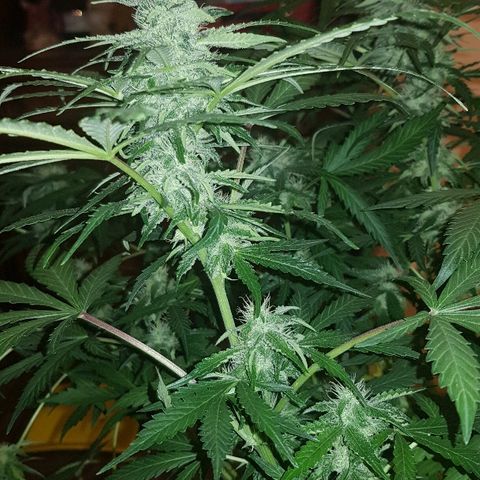 Sweet Mango Automatic growlog timeline photo