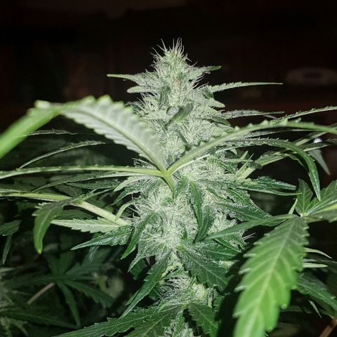 Sweet Mango Automatic growlog timeline photo