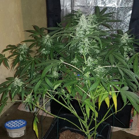 Sweet Mango Automatic growlog timeline photo