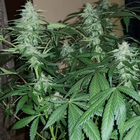 Sweet Mango Automatic growlog timeline photo