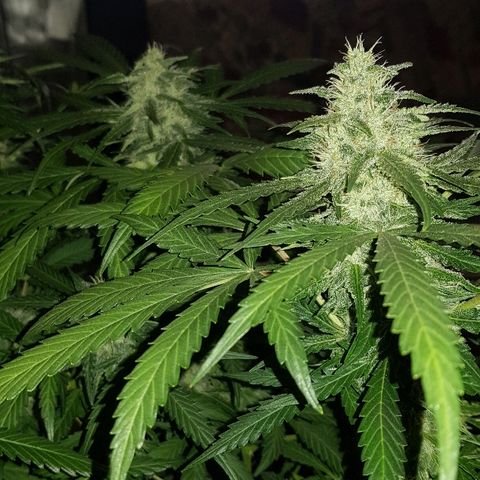 Sweet Mango Automatic growlog timeline photo