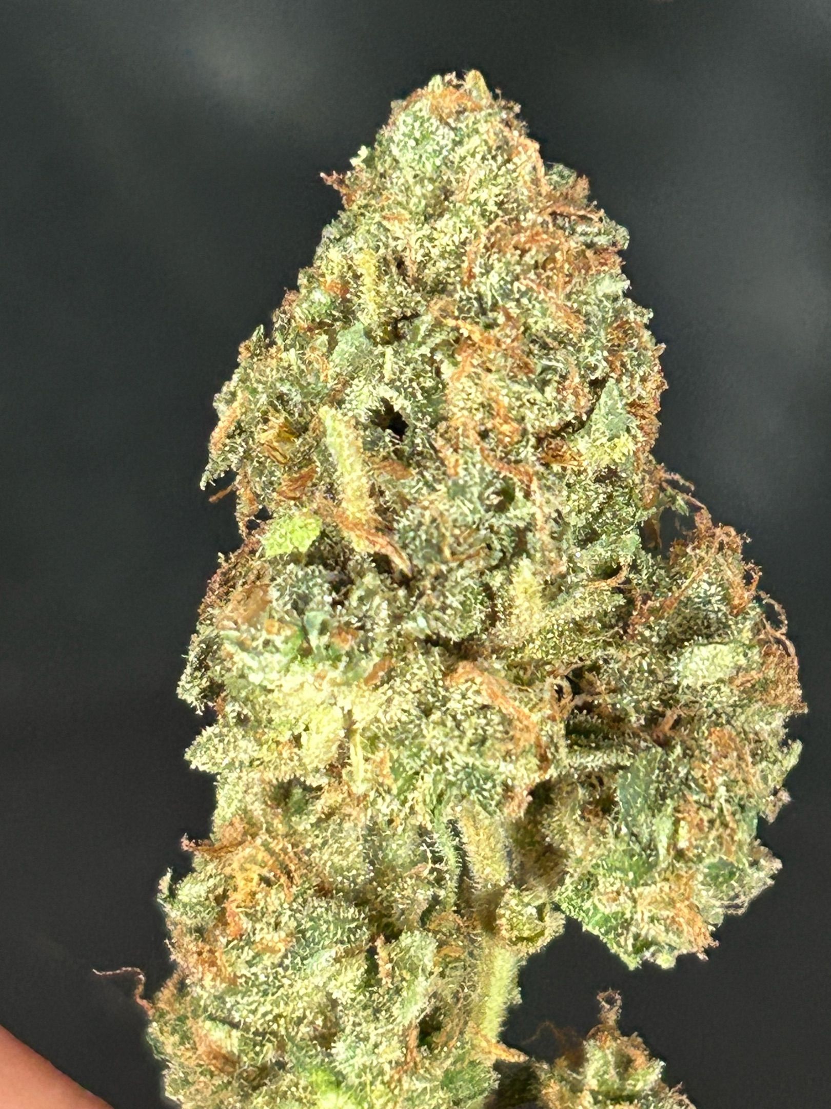 Super Skunk Automatic growlog header