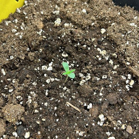 Sensi Amnesia XXL Automatic growlog timeline photo