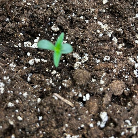 Sensi Amnesia XXL Automatic growlog timeline photo