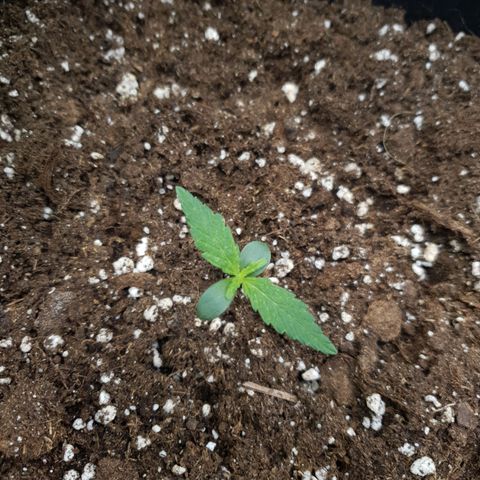 Sensi Amnesia XXL Automatic growlog timeline photo