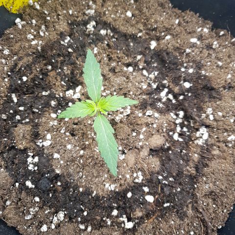 Sensi Amnesia XXL Automatic growlog timeline photo