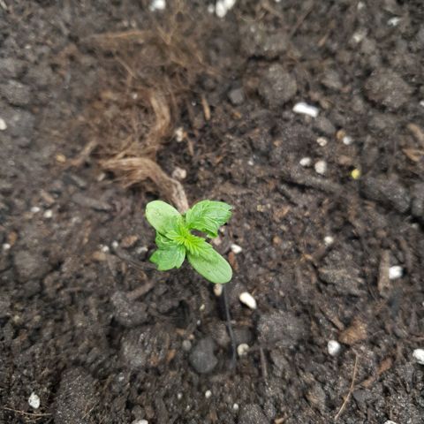 Super Skunk Automatic growlog photo