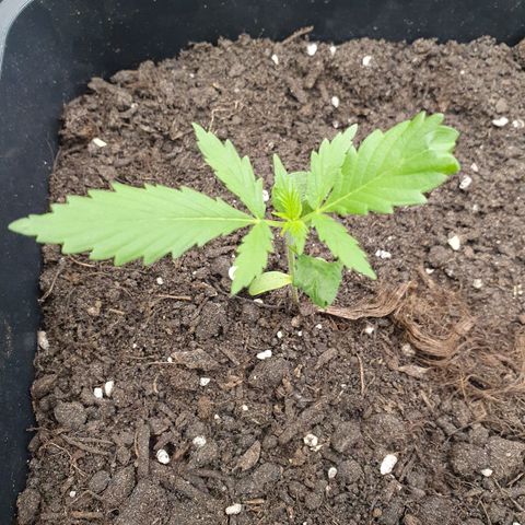 Super Skunk Automatic growlog photo