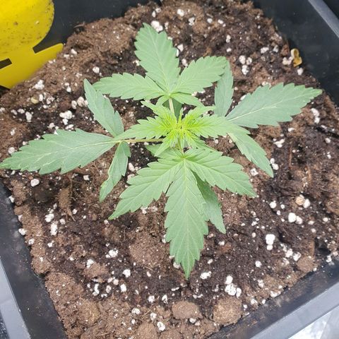 Sensi Amnesia XXL Automatic growlog timeline photo