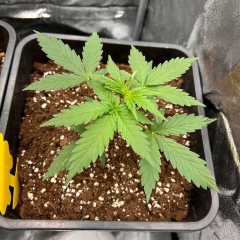 Super Skunk Automatic growlog timeline photo