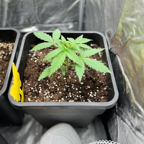 Sensi Amnesia XXL Automatic growlog timeline photo