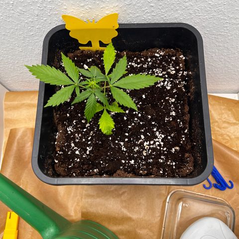 Super Skunk Automatic growlog photo: Ausbessere im Garten bei die Chilis gepflanzt!sie hatte fast keine Wurzeln und hat sich gut aufgerappelt!
