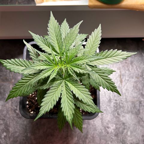 Sensi Amnesia XXL Automatic growlog timeline photo