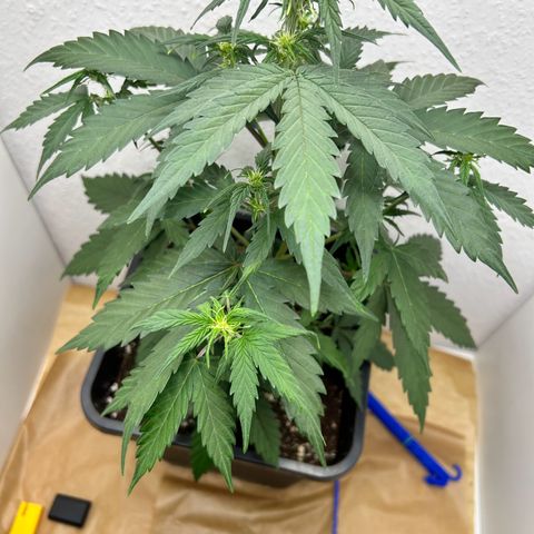 Sensi Amnesia XXL Automatic growlog timeline photo