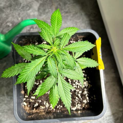 Super Skunk Automatic growlog timeline photo