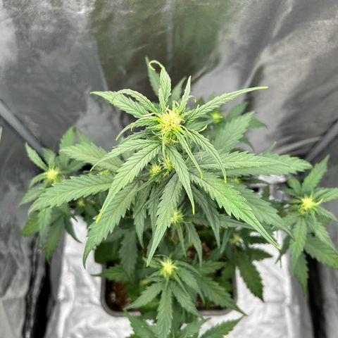 Sensi Amnesia XXL Automatic growlog timeline photo