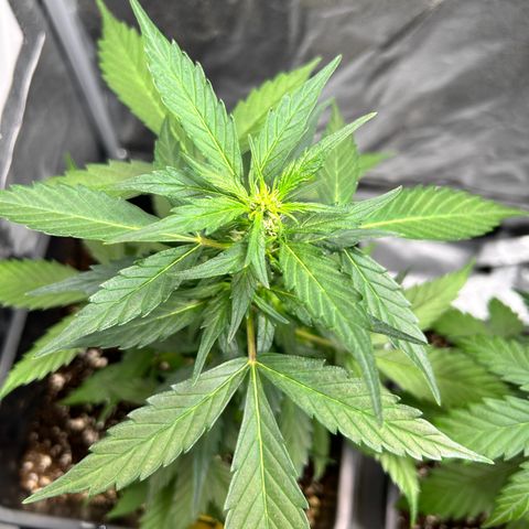 Super Skunk Automatic growlog timeline photo