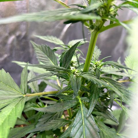 Super Skunk Automatic growlog timeline photo