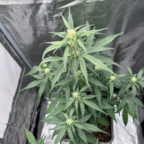 Sensi Amnesia XXL Automatic growlog timeline photo