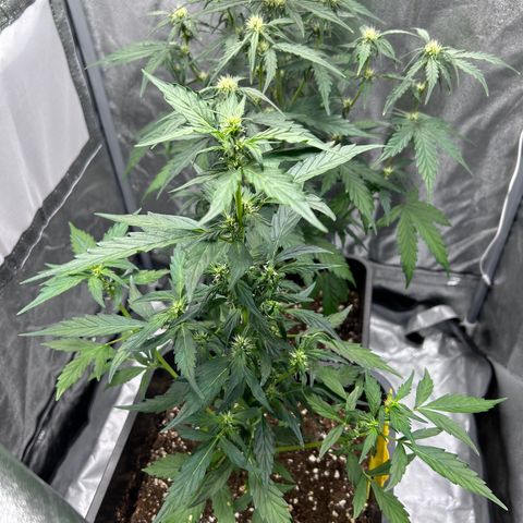 Super Skunk Automatic growlog timeline photo