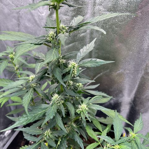Super Skunk Automatic growlog timeline photo