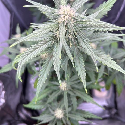 Sensi Amnesia XXL Automatic growlog timeline photo