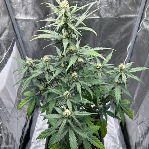 Sensi Amnesia XXL Automatic growlog timeline photo