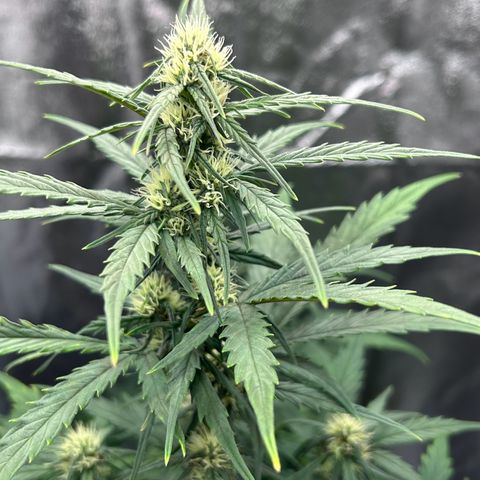 Sensi Amnesia XXL Automatic growlog timeline photo