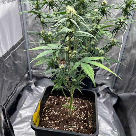 Sensi Amnesia XXL Automatic growlog timeline photo