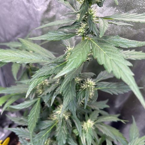 Super Skunk Automatic growlog timeline photo