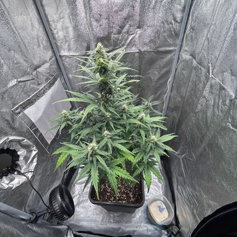 Sensi Amnesia XXL Automatic growlog timeline photo
