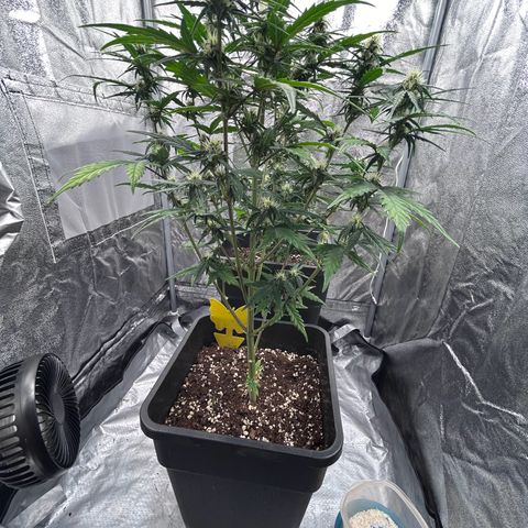 Sensi Amnesia XXL Automatic growlog timeline photo