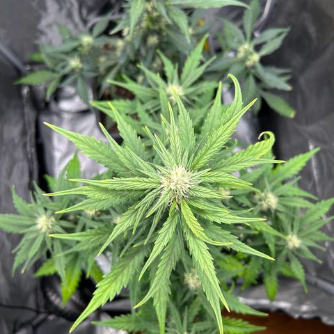 Sensi Amnesia XXL Automatic growlog timeline photo