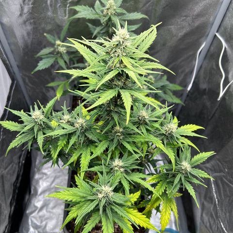 Sensi Amnesia XXL Automatic growlog timeline photo