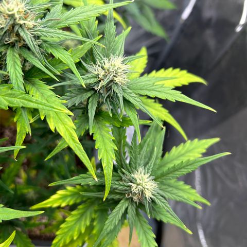 Sensi Amnesia XXL Automatic growlog timeline photo