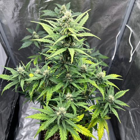 Sensi Amnesia XXL Automatic growlog timeline photo