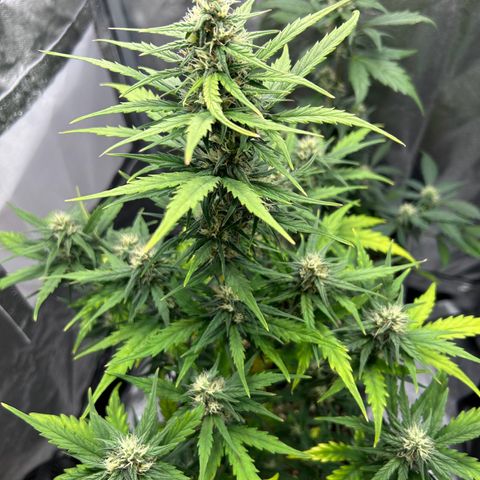 Sensi Amnesia XXL Automatic growlog timeline photo