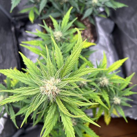 Sensi Amnesia XXL Automatic growlog timeline photo