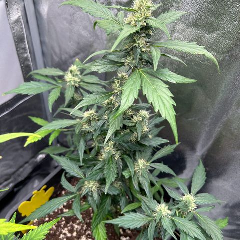 Super Skunk Automatic growlog timeline photo