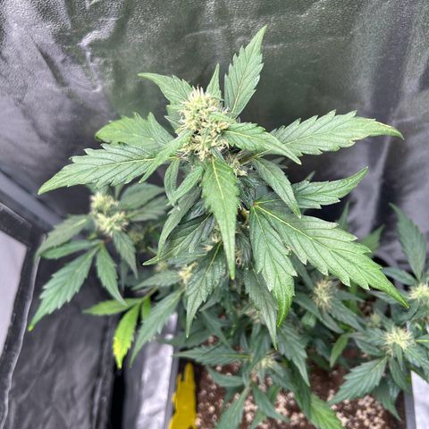 Super Skunk Automatic growlog timeline photo
