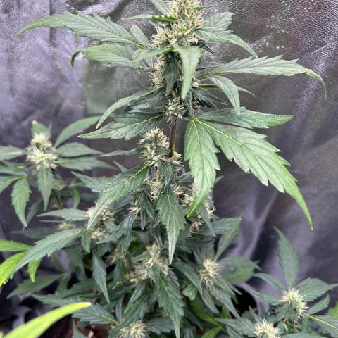 Super Skunk Automatic growlog timeline photo