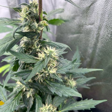 Super Skunk Automatic growlog timeline photo