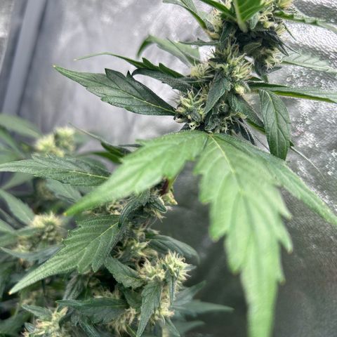 Super Skunk Automatic growlog timeline photo