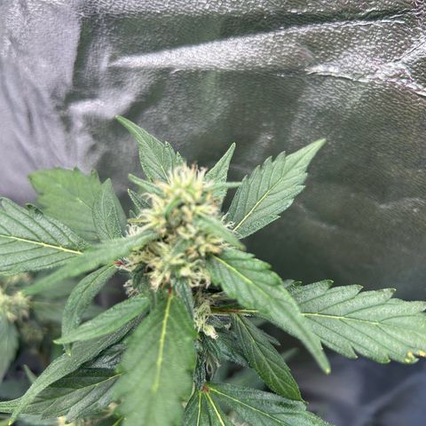Super Skunk Automatic growlog timeline photo